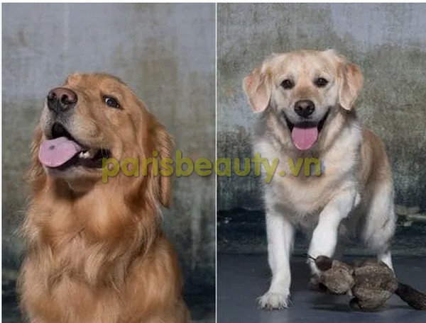 Golden Retrievers Dying Younger: Unraveling The Mystery