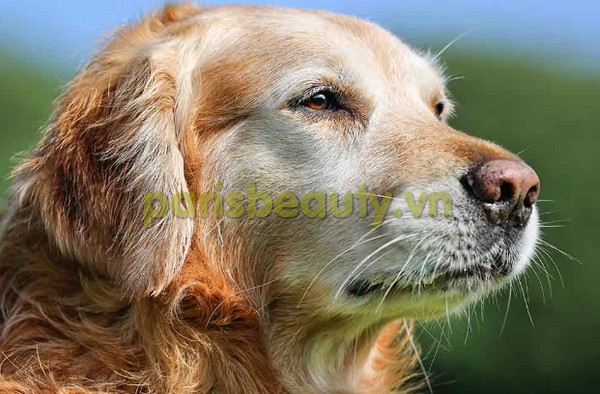 Details of the Golden Retrievers Dying Younger